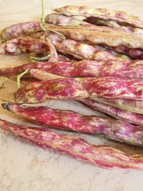 BORLOTTI FRESCHI
