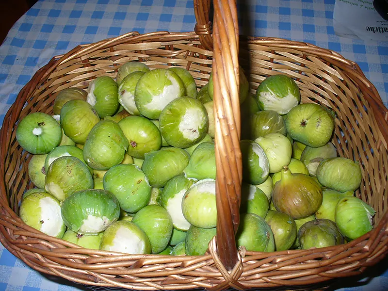 FICHI
