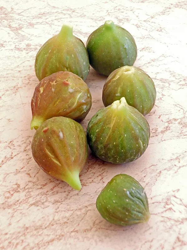 FICHI ORTO