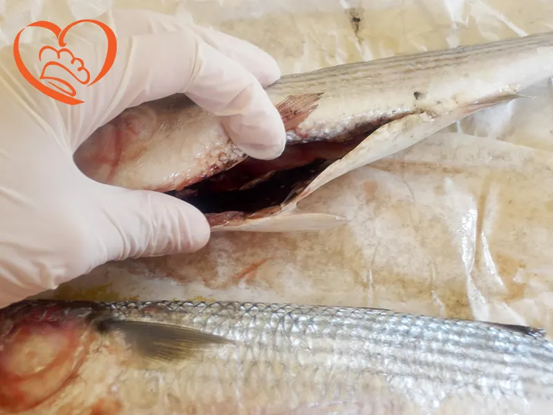 PULIZIA_SFILETTATURA_PESCE_LUNGO_2_.JPG